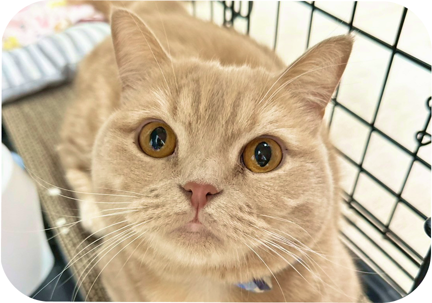 猫ちゃんのご利用について