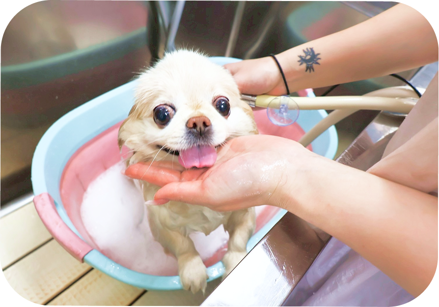 シャンプーコース